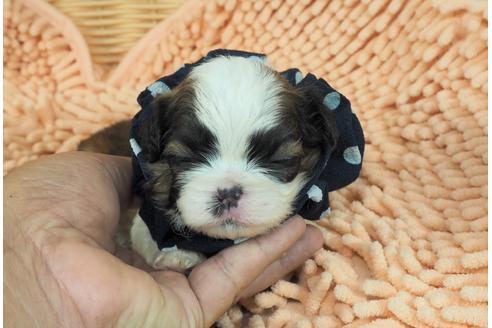 成約済の埼玉県のその他の犬種-103657の2枚目